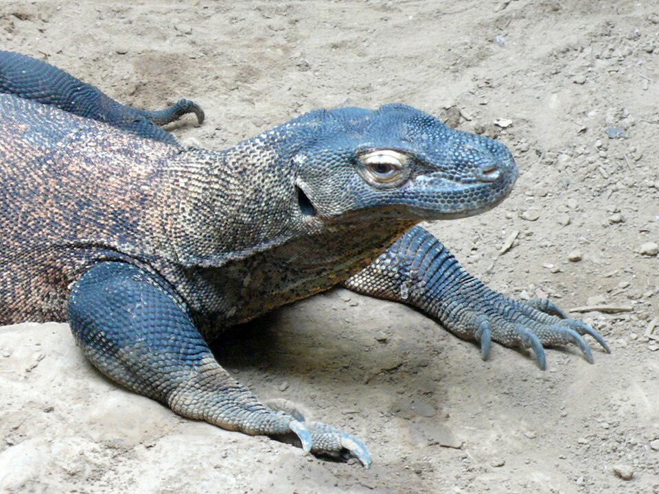 File:Varanus komodoensis (3).jpg