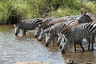 Equus quagga boehmi saufend.jpg