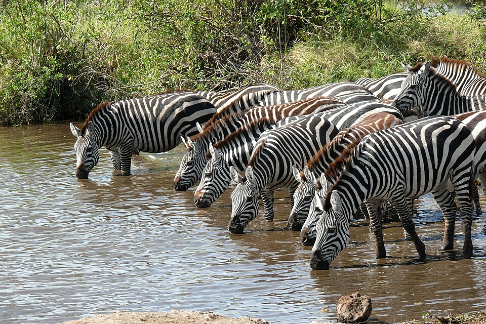 File:Equus quagga boehmi saufend.jpg