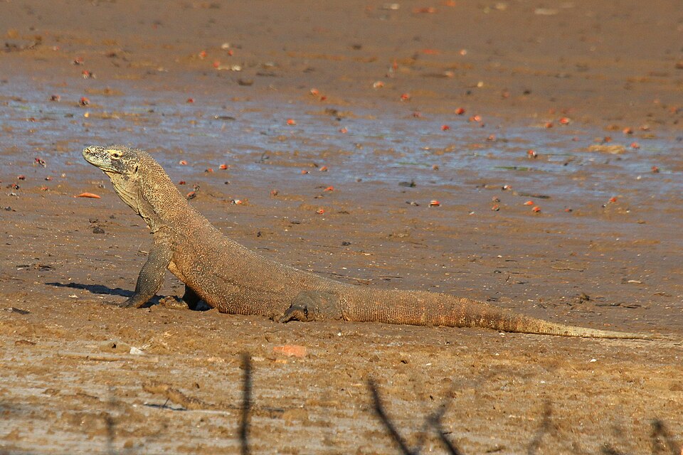 File:Komodo dragon (Varanus komodoensis) 3.jpg