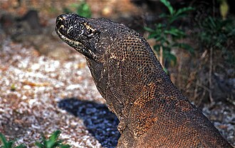 Komodo Dragon Varanus komodoensis (7880640390).jpg