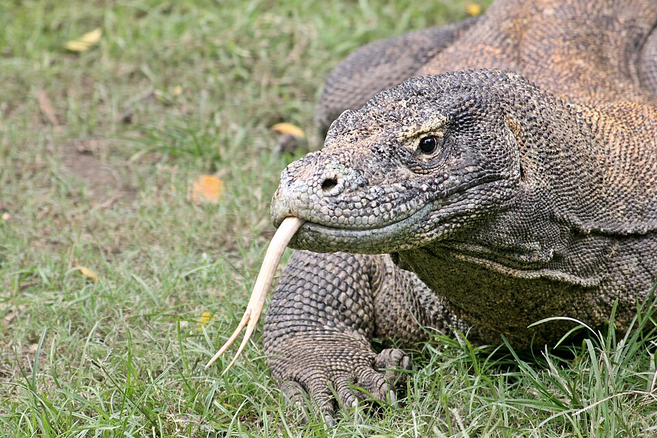 File:Komodo.jpg