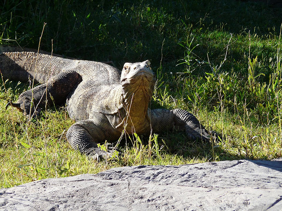 File:Phoenix Zoo Komodo Dragon.JPG