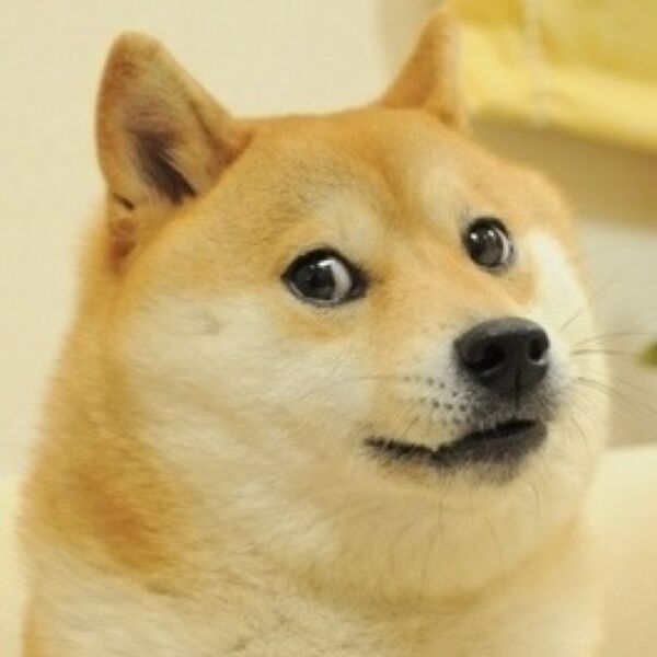 File:Doge.jpeg