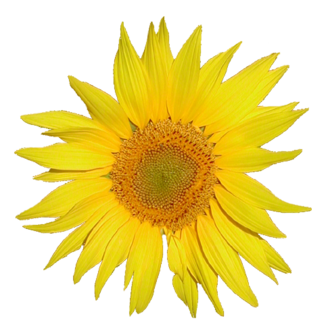 Tournesol.png
